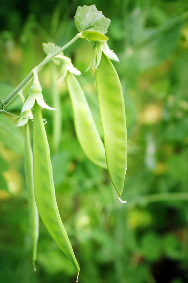 Flat snap pea pods growing in the garden.