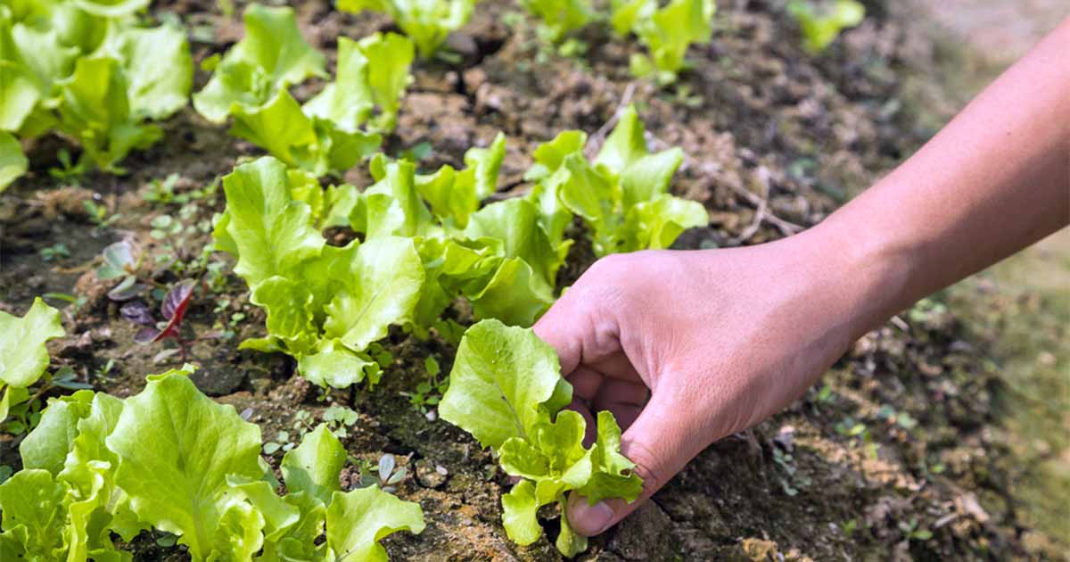 How to Grow Your Own Lettuce - Tips for Leaf and Head Types | Gardener's  Path