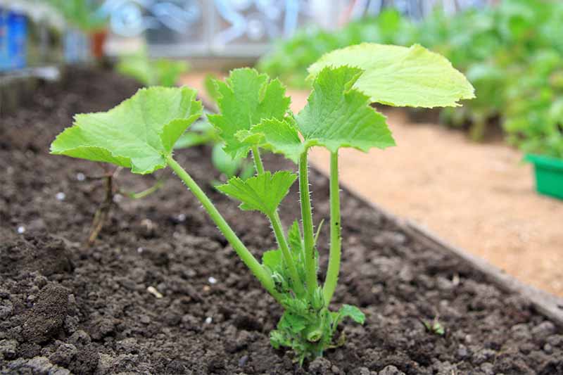 A small green squash seedling growing in brown dirt in a raised bed next to a gravel path with more plants to the right.