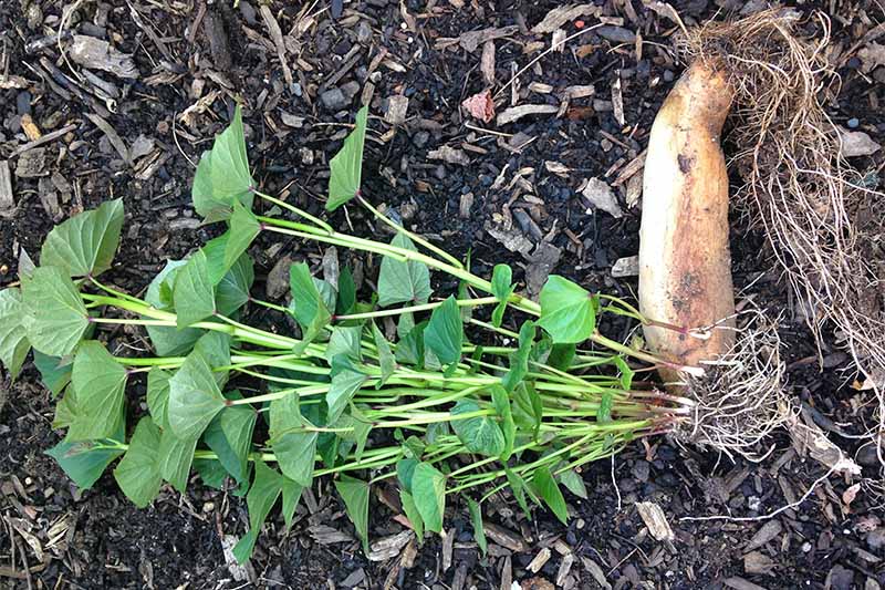 Long green shoots and leaves sprout from a beige sweet potato with white flesh, resting on soil topped with brown mulch.