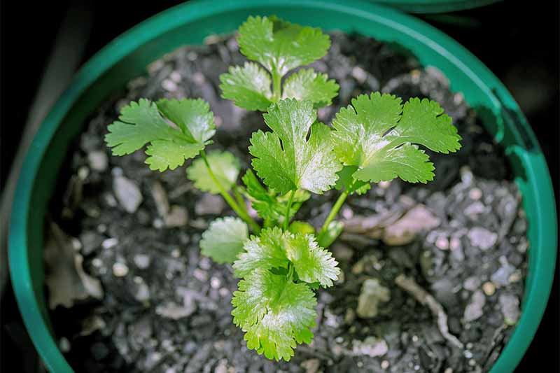 A tiny green cilantro plant with leaves somewhat resembling Italian parsley, but rounder and smaller, growing in a green plastic pot filled with dark brown soil and mulch.