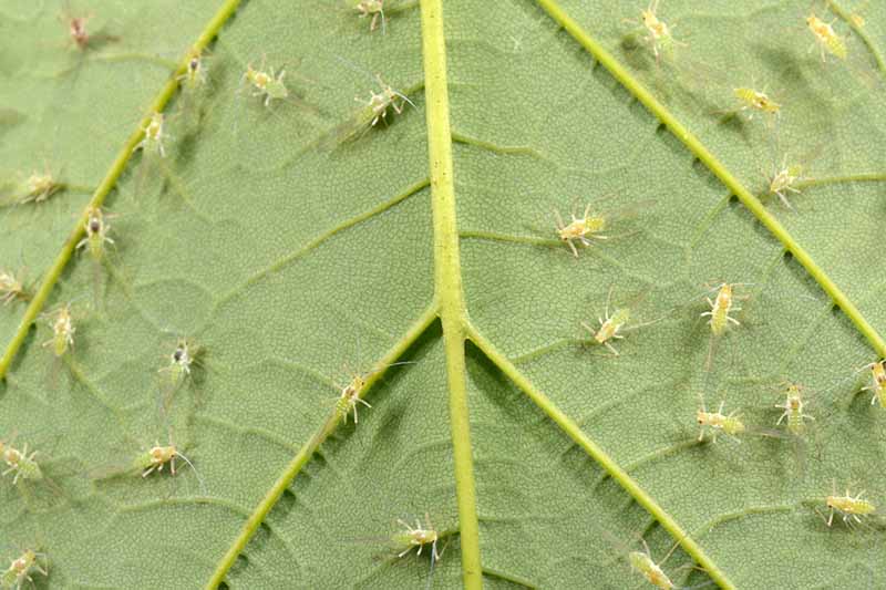 Closeup of light green aphids on a dark green leaf with yellow veins.