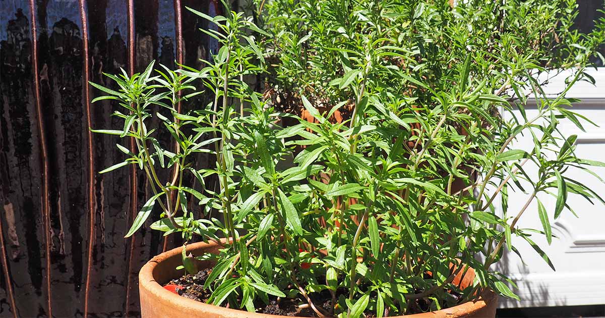 Image of A group of summer savory seedlings growing in a pot on a windowsill