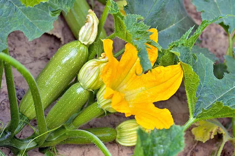 Four small green zucchini growing on a plant with green leaves and a large orange flower, in light brown soil.