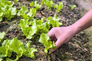 A woman's hand is about to pluck green ruffled baby lettuce leaves from a garden patch.
