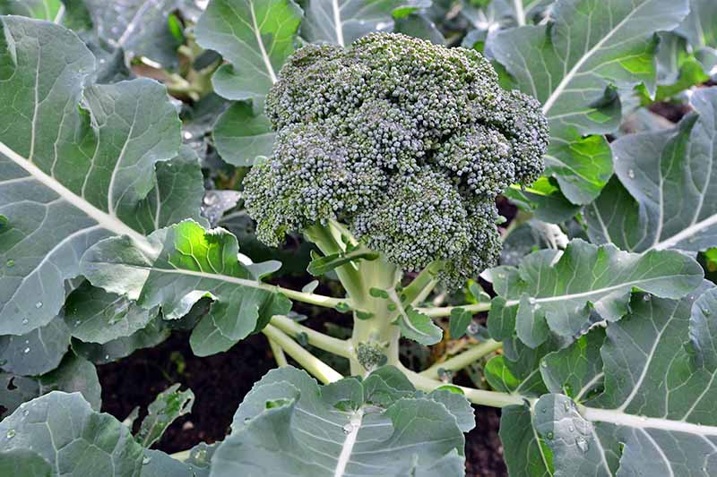 A green head of maturing broccoli grows at the center of the plant, with large green leaves that radiate out from a central point.