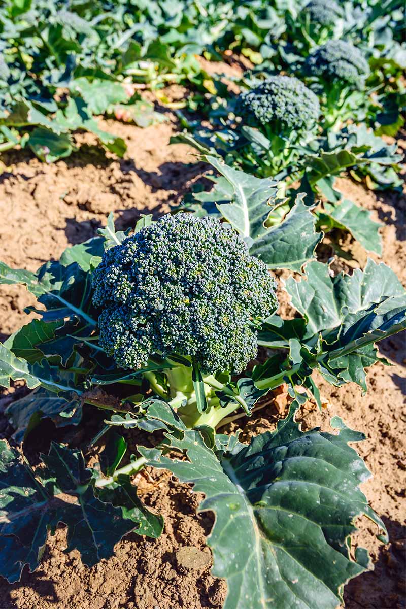 How to Grow Your Own Broccoli | Gardener's Path