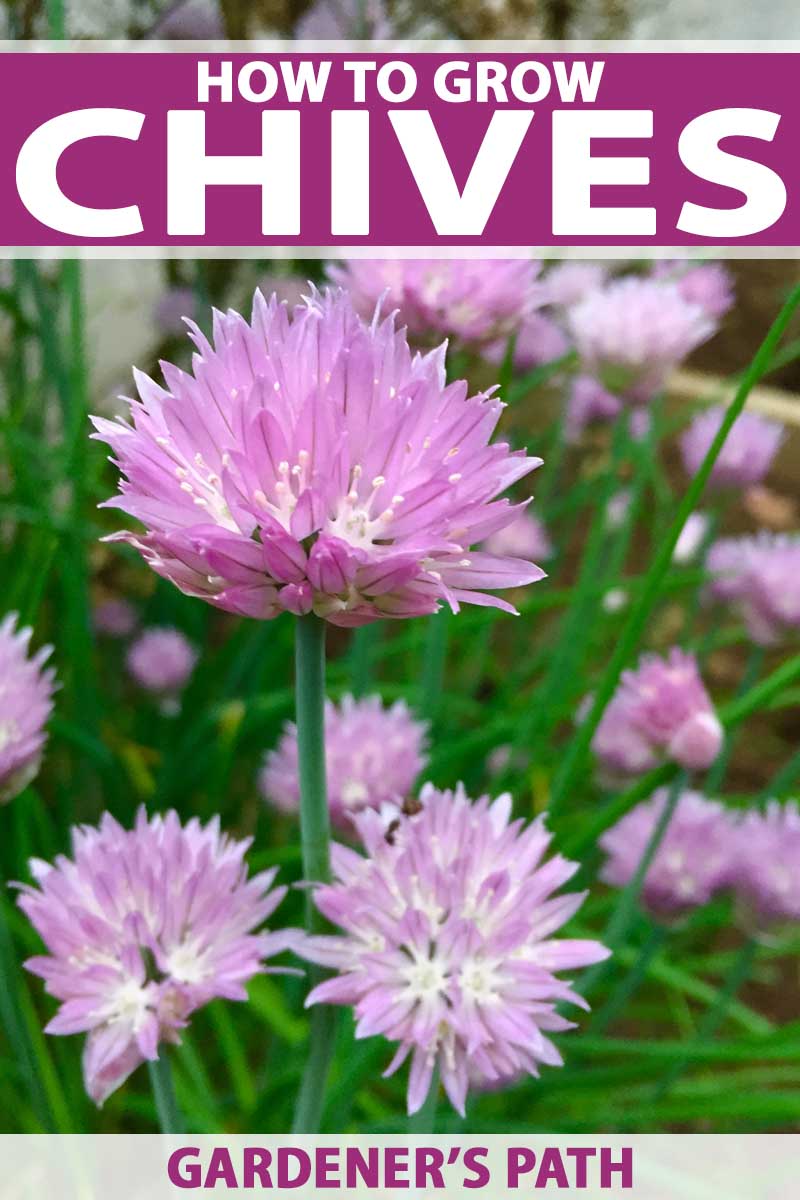How To Grow Chives In The Herb Garden Gardener S Path