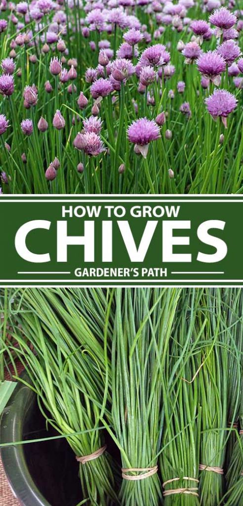 A collage of photos showing different views of chives growing in a garden.