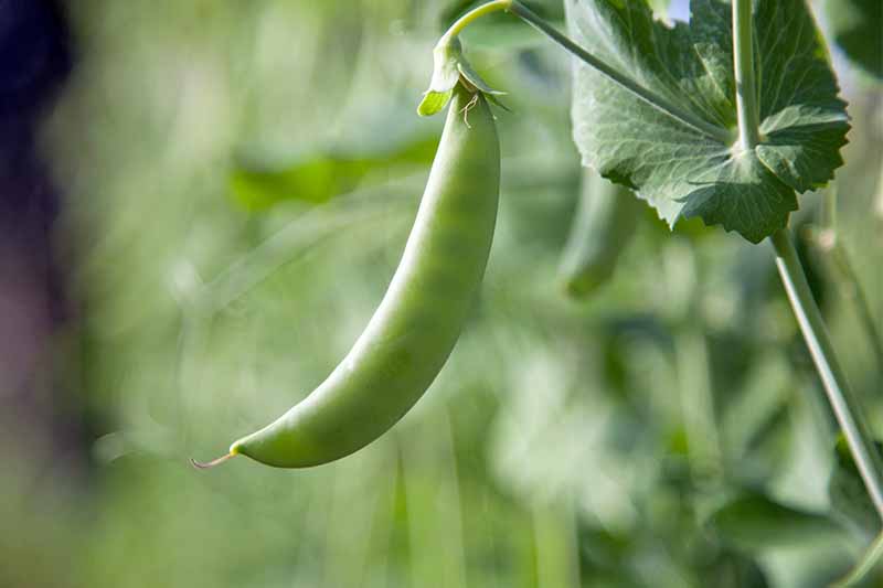 A single matte green pea pod growing from a long stem, with green foliage in soft focus in the background.