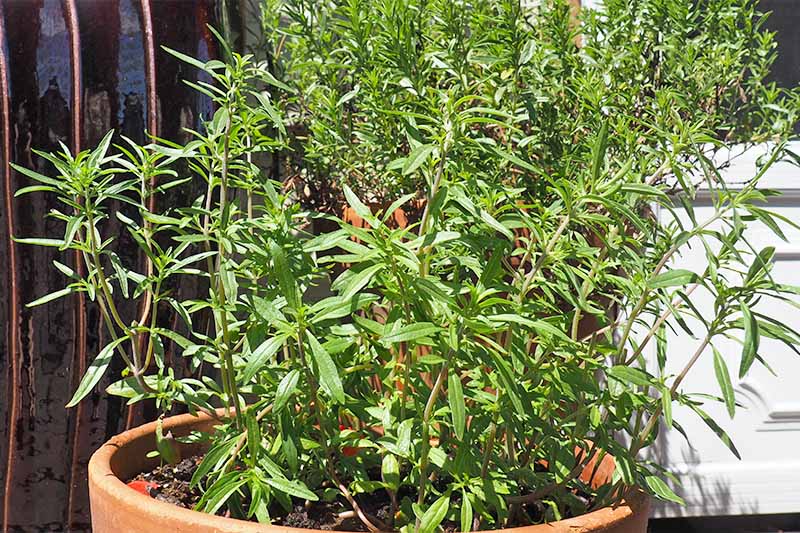 A tall summer savory herb growing in a large terra cotta pot on a garden patio.