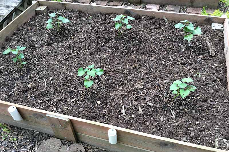 A wooden raised bed filled with brown soil and mulch, with nine green Ipomea batatas seedlings planted in two rows of three.