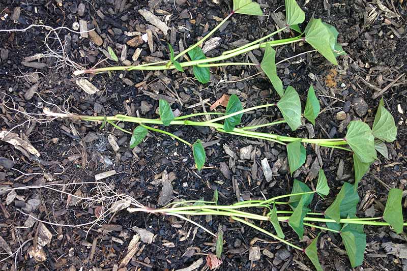 Three healthy Ipomea batatas shoots with roots to the left and leaves to the right, on brown soil topped with leaf mulch.
