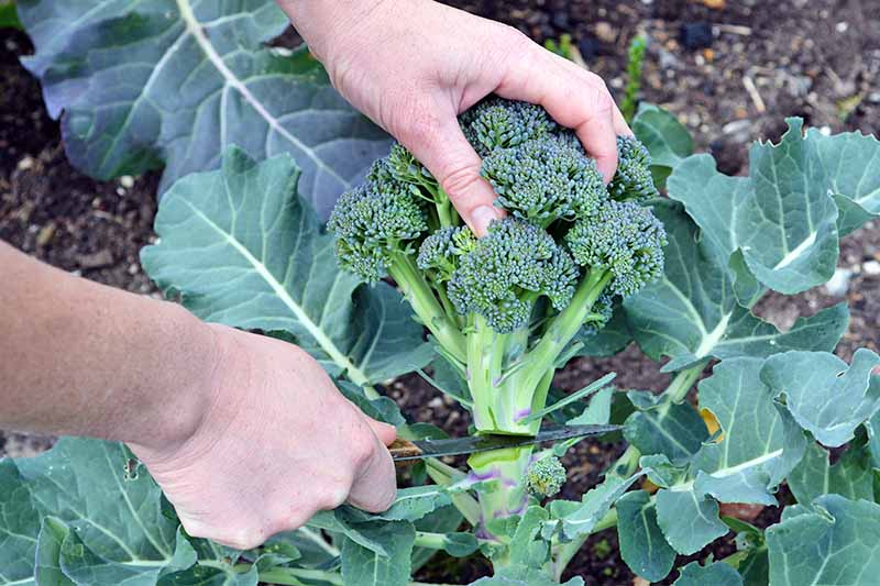 A closely cropped horizontal image of two hands using a knife to cut the stem of a head of broccoli away from the plant to harvest it.