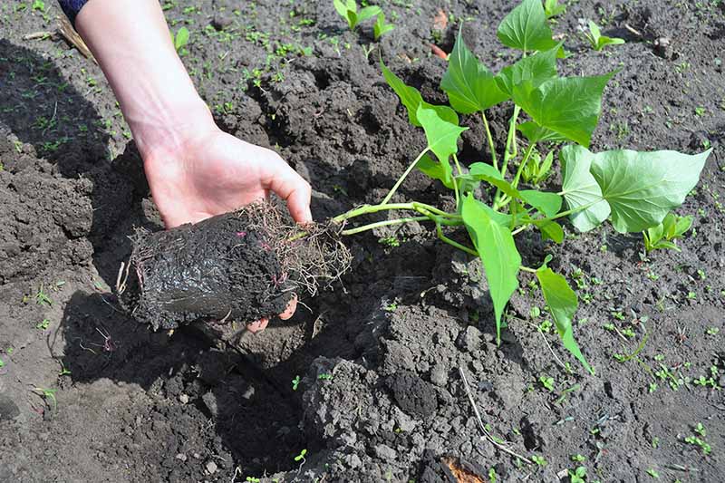 A hand at the left of the frame grasps the base of a small sweet potato plant with green leaves and roots growing in a clump of black potting soil, with a hole dug in brown earth in the background.