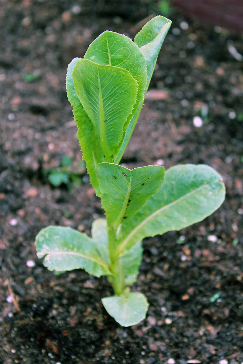Green baby romaine growing in brown soil.