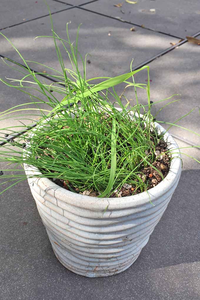 A young chive plant with skinny green blades, growing in green soil in a white ceramic flower pot on cement pavement.