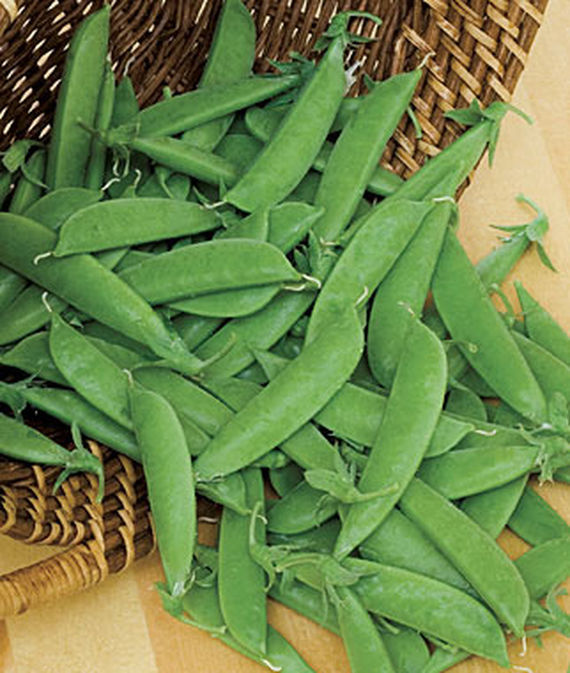 A pile of freshly harvested Super Sugar Snap peas in the pod.