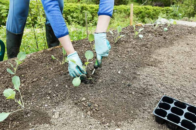 How to Plant and Grow Broccoli | Gardener’s Path