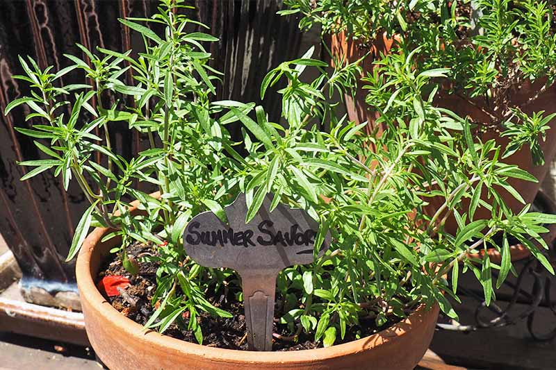 A large terra cotta pot with herbs growing and marker that reads "Summer Savory."