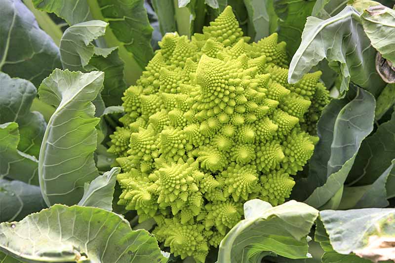 Bright yellow-green Romanesco broccoli with heads that exhibit a fractal pattern and green leaves.