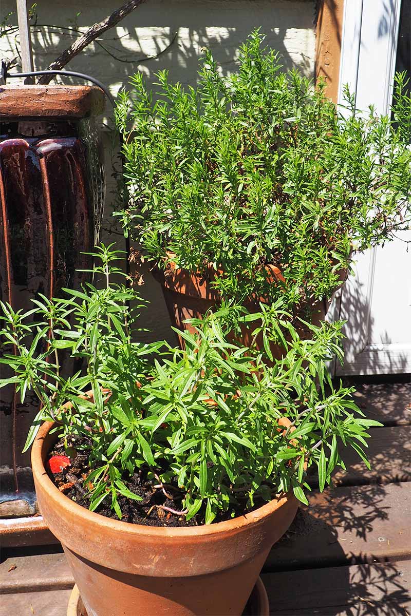 Potted summer and winter savory growing on a wood deck.