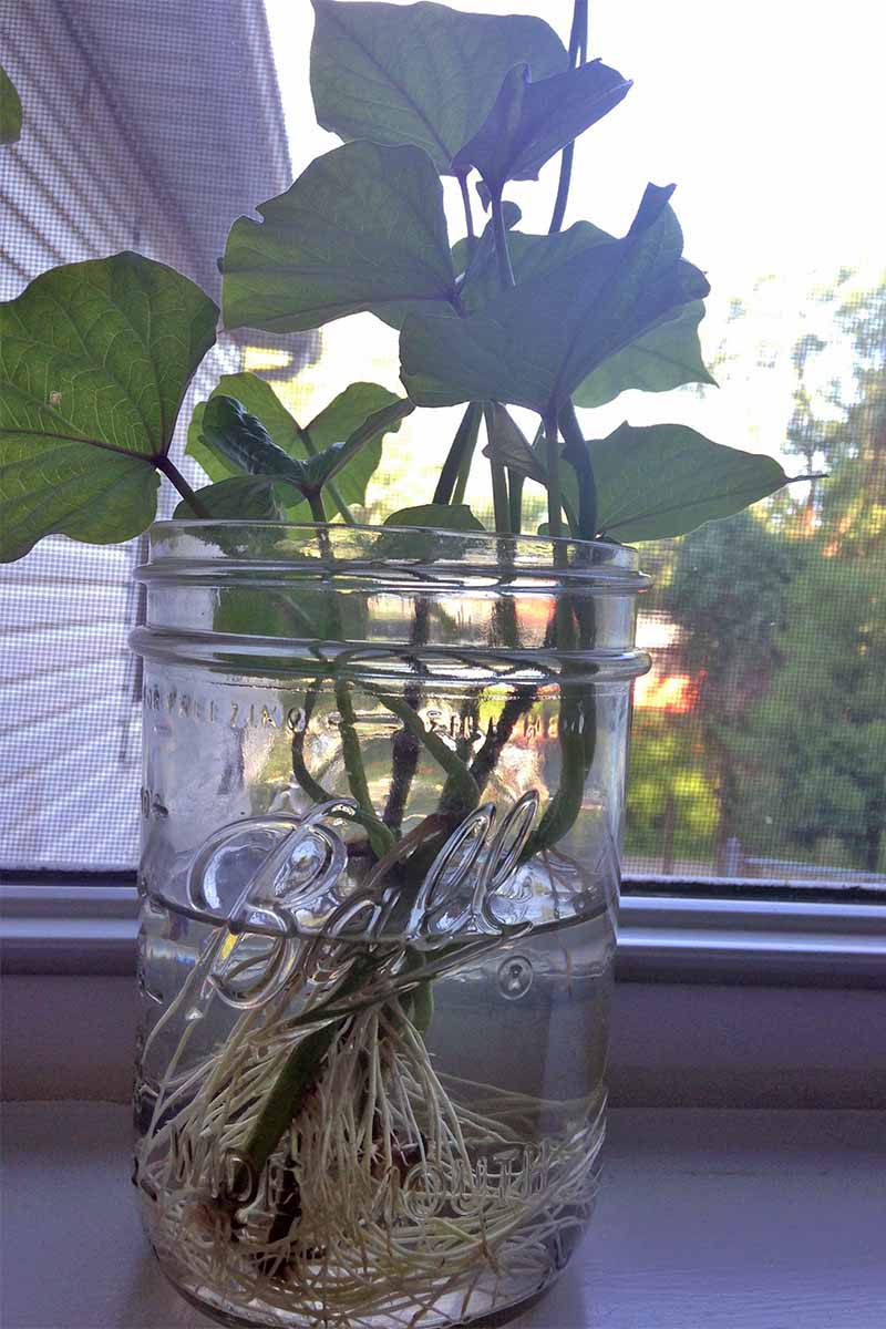 Backlit image of sweet potato shoots sprouting roots in a jar of water on a windowsill, with trees and a white stucco wall outside.