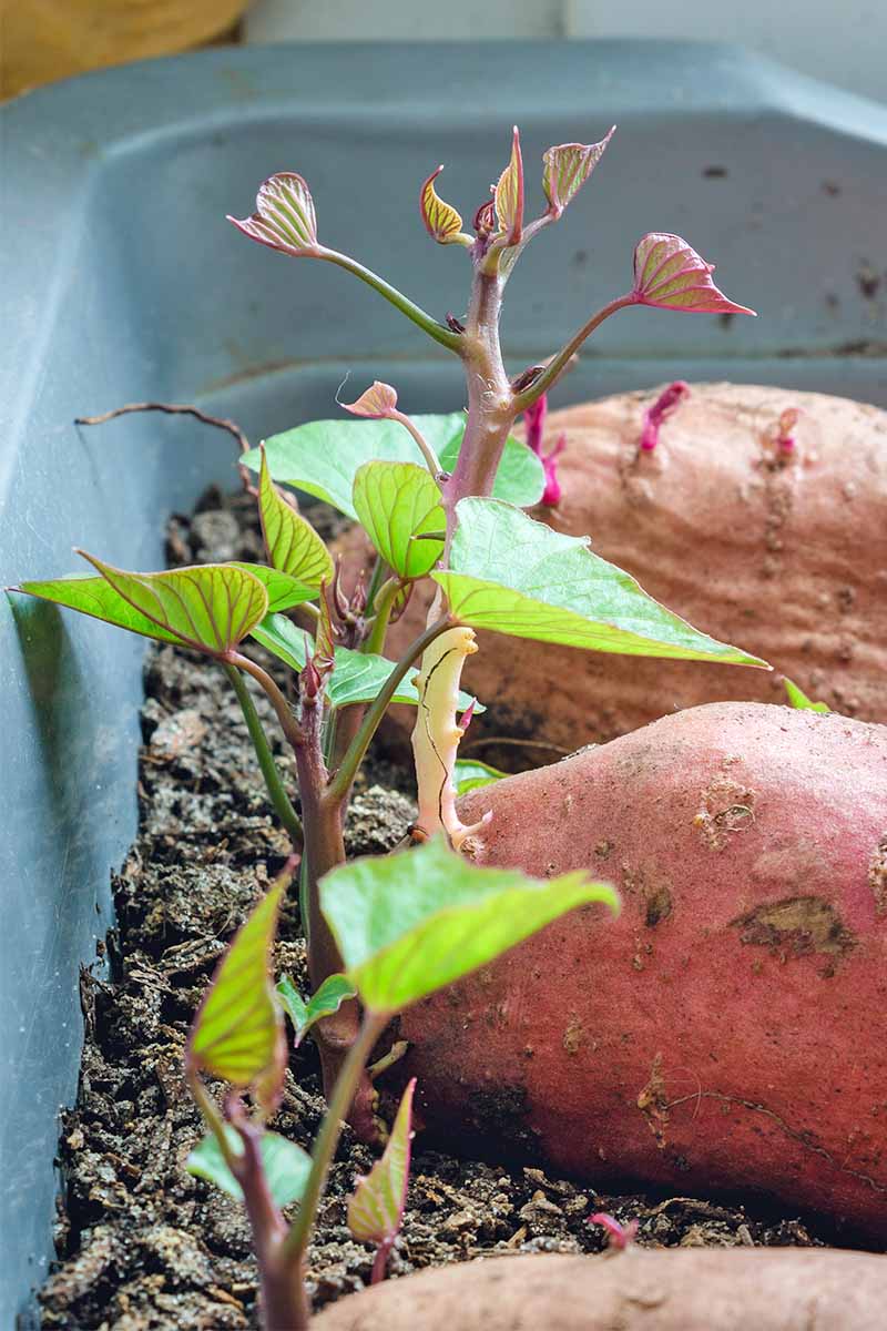 Red sweet potatoes in a plastic basin filled with a thin layer of brown soil, with green and pink shoots growing from one end.