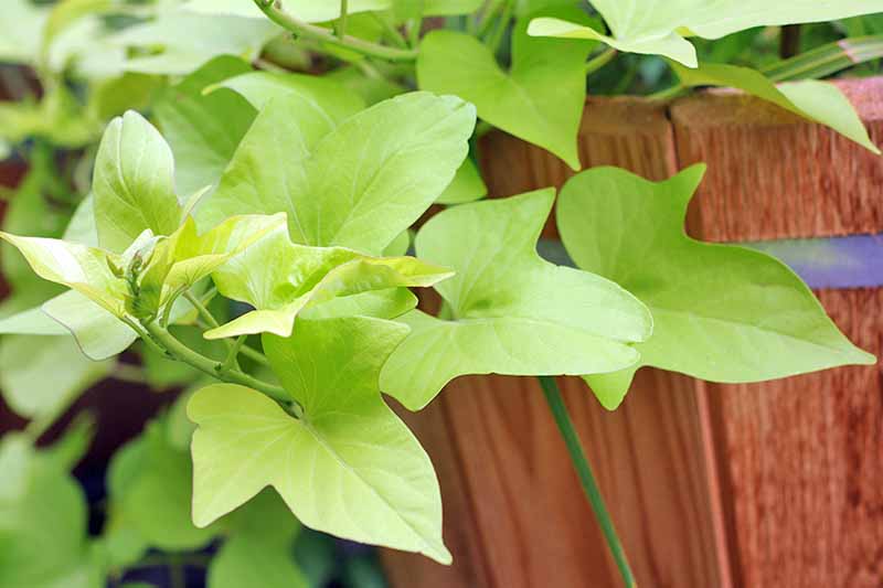 Light green leaves of a sweet potato vine, growing on a brown cedar fence.