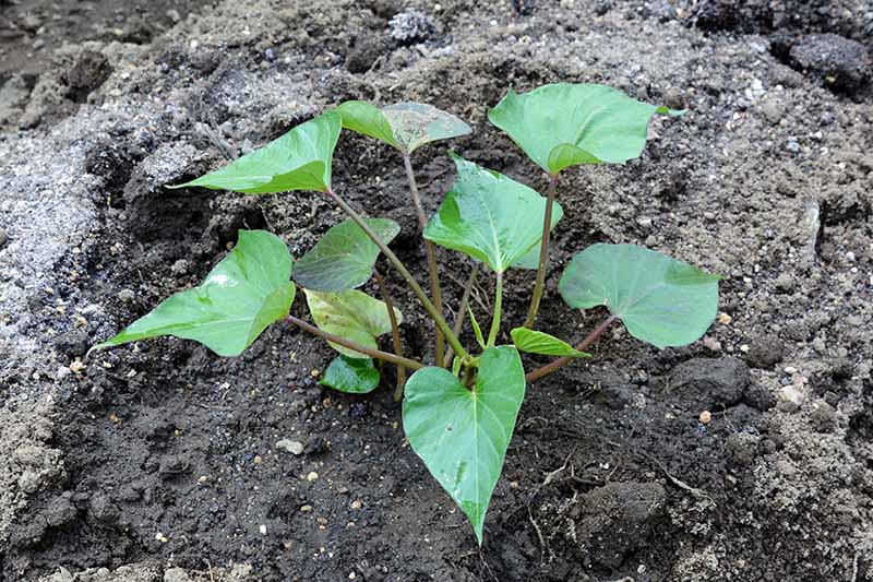 A small green Ipomea batatas plant with eleven leaves of varying sizes, growing in dark brown soil that is wet around the base of the plant.