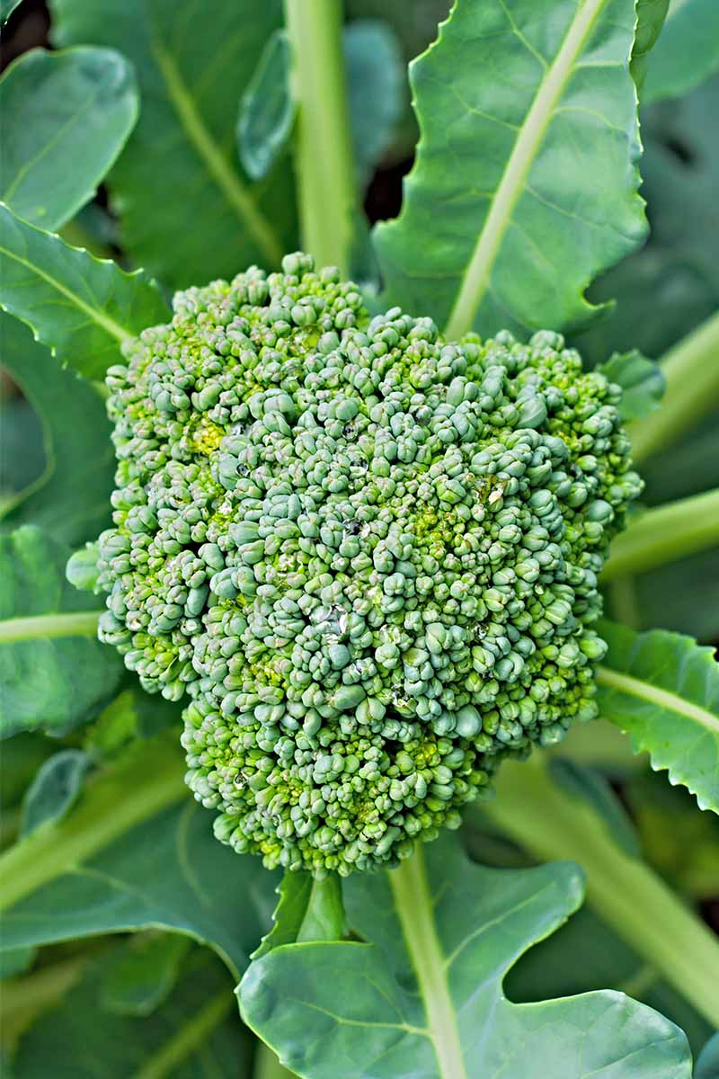 A vertical closeup image of a head of broccoli at the center of large green leaves with thick stems radiating outwards, fading to soft focus in the background.
