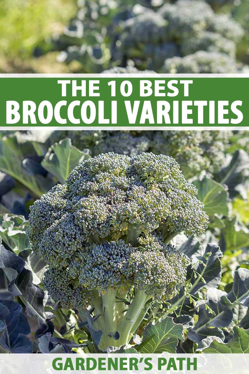 2018 Set Of 3 THE BEST OF variety of vegetables 