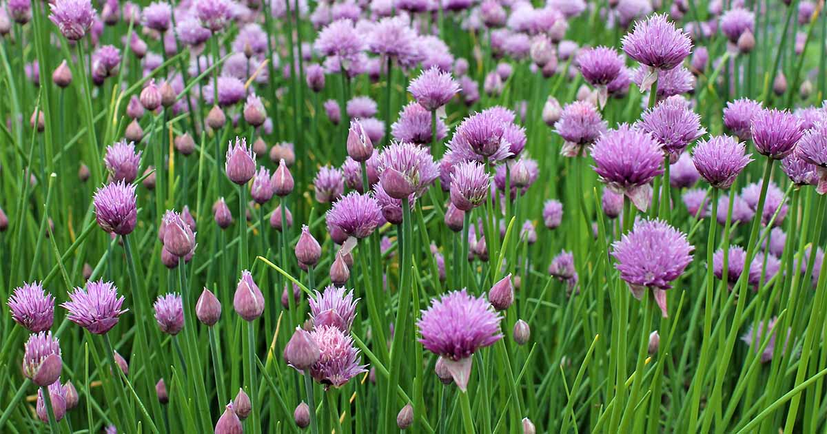 Image of Chives herb plant