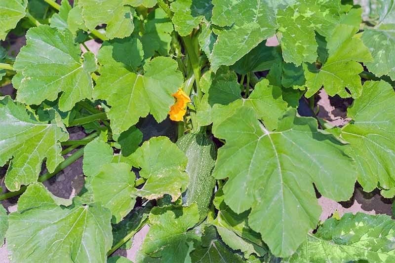 Leafy green squash plant with one pale green vegetable and an orange flower growing at the center.