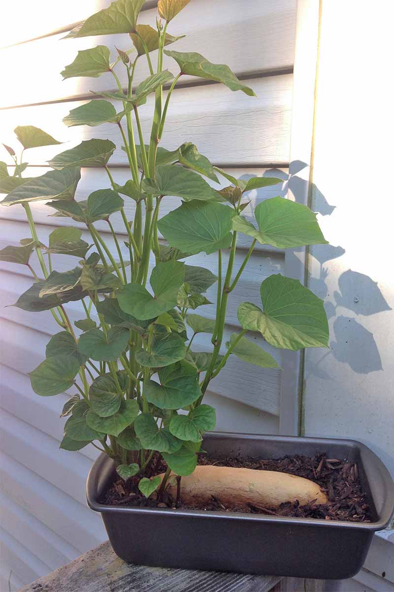 A green plant grows from a beige sweet potato planted in dark brown soil in a metal loaf pan, resting on a deck rail against a vinyl siding wall.