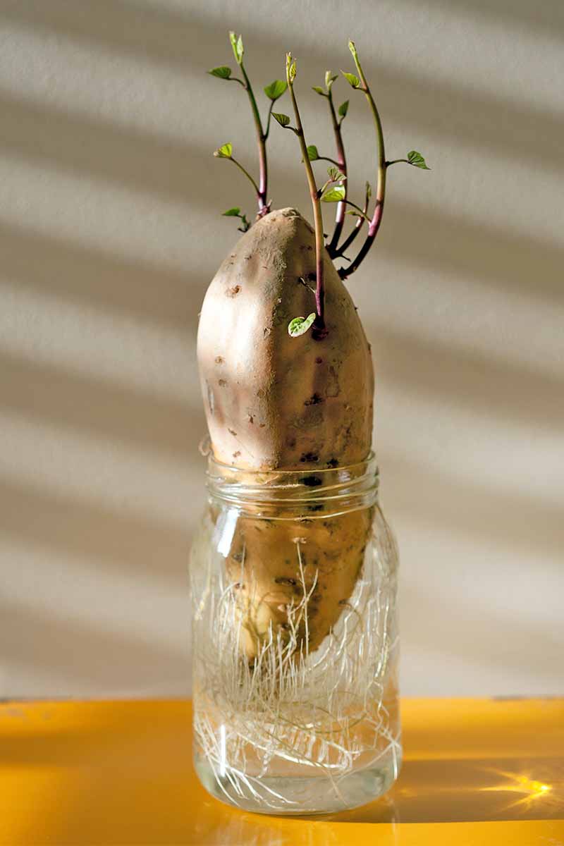 A sweet potato is balanced in a jar with roots sprouting and an inch of water at the bottom and green sprouts at the top, on a yellow table with a gray wall in the background with shadows and sunlight making diagonal stripes across the wall.
