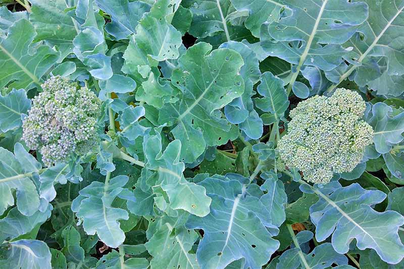 Top-down horizontal image of two heads of broccoli growing at the center of plants with large blue-green leaves.
