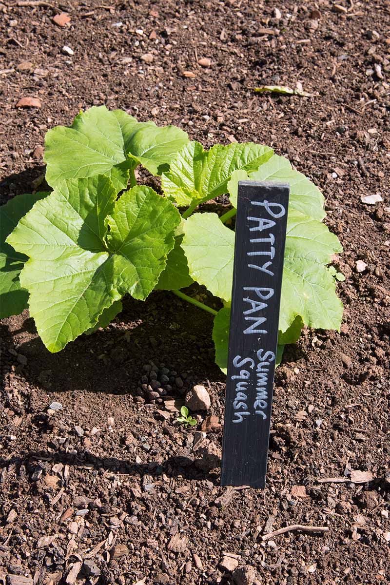 Vertical image of a small green pattypan squash seedling with a black plant market with white writing indicating the plant variety, growing in brown soil in the sunshine.