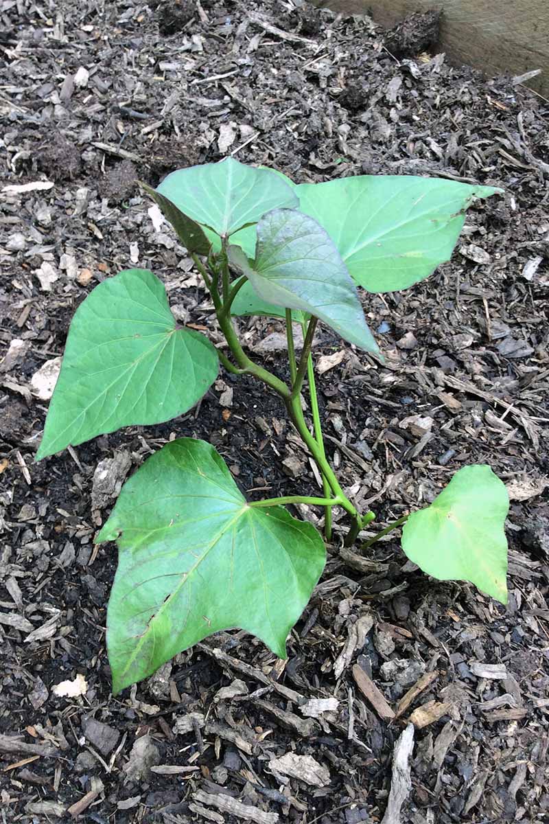 A small green sweet potato seedling growing in brown mulch.