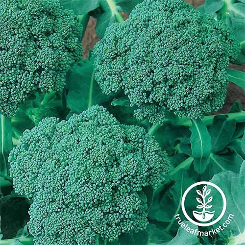 'Waltham' broccoli heads with a blue-green color and leaves of the same hue.