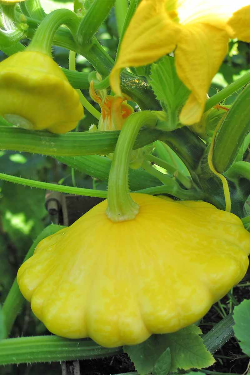 Yellow pattypan custard squash with green stems and yellow flowers grow in dappled sunshine.