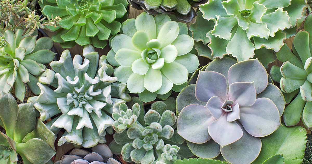 11 Best Easy Care Exotic Succulents To Grow At Home Gardener S Path