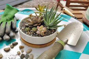 How to Grow and Care for Succulents