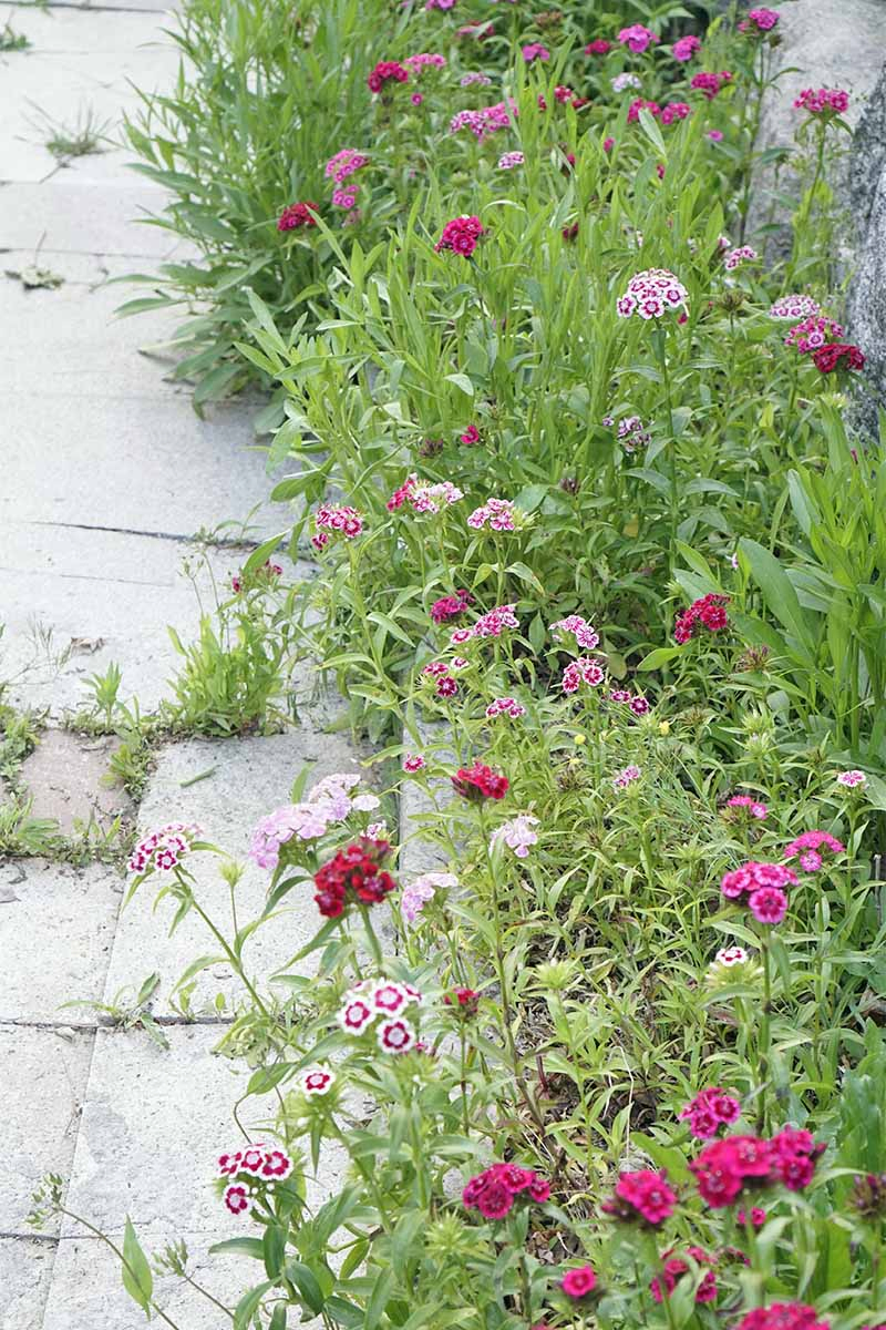 Red, pink, and white sweet williams, with other plants in a garden border, beside a sidewalk with weeds growing up through the cracks.