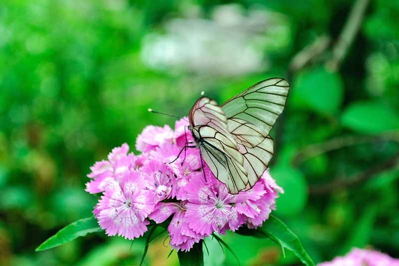 A white Aporia crataegi butterfly pollinates a pink and white Dianthus barbatus flower, with a green background in shallow focus.