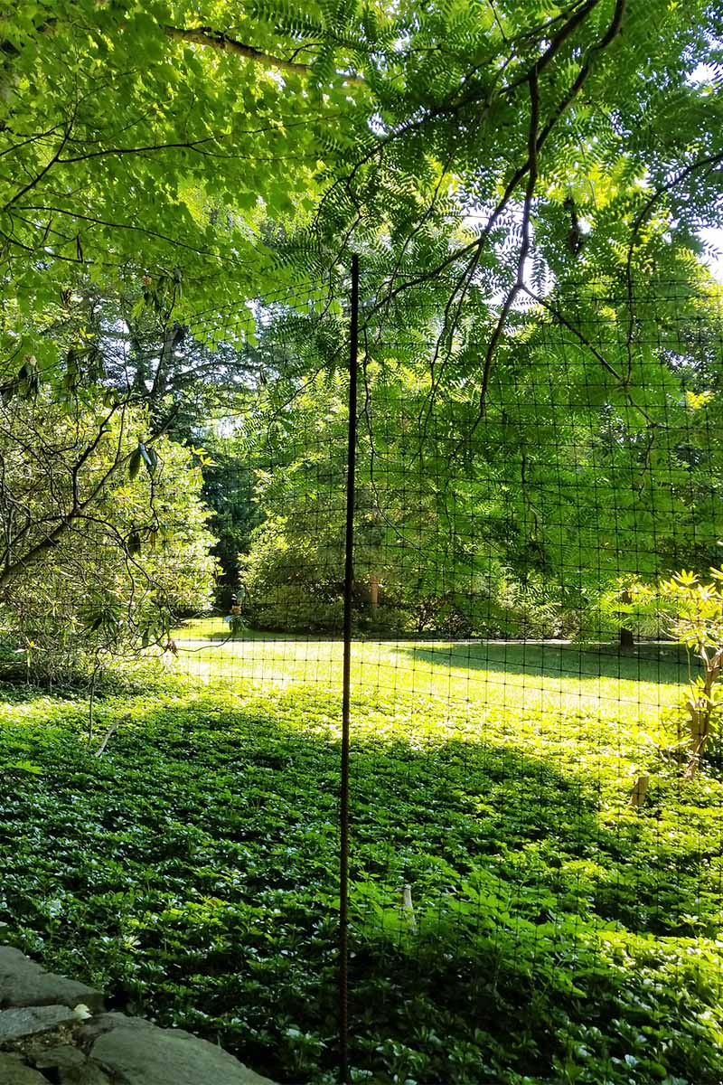 Vertical image of view through deer fencing of dappled sunlight on a lawn and trees.
