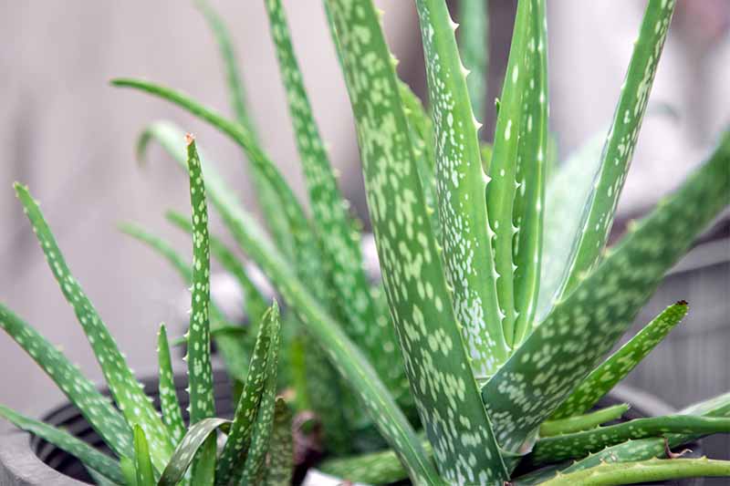 Stripy white and green aloe spikes growing in two clusters against a gray background.
