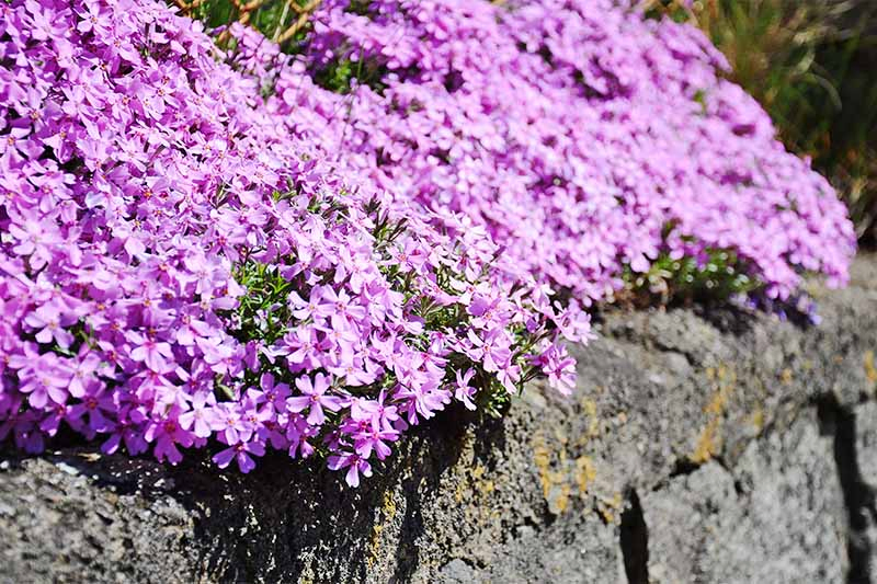 Blooming Alpine pink dianthus ground cover growing at the top of a rock wall.