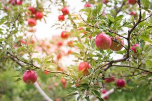 19 Apple Tree Varieties That’ll Knock Your Socks Off