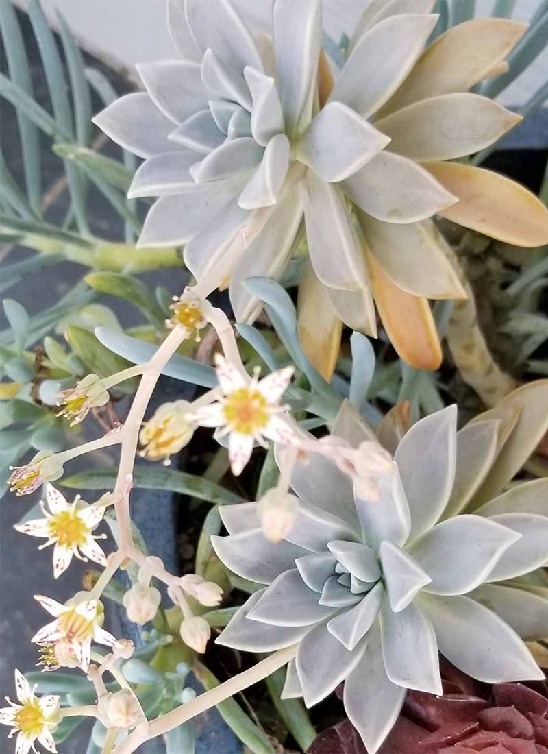 Blooming Graptopelatum with pointy bluish leaves, and long flower stems with many star-shaped white flowers with red and white centers on each.
